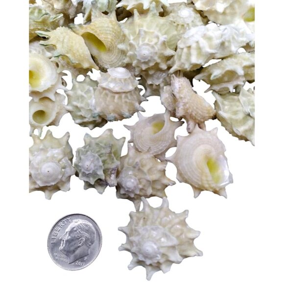 Vintage Astralium Calcar Star Snail Seashells For Crafting & Collecting - Picture 3 of 3